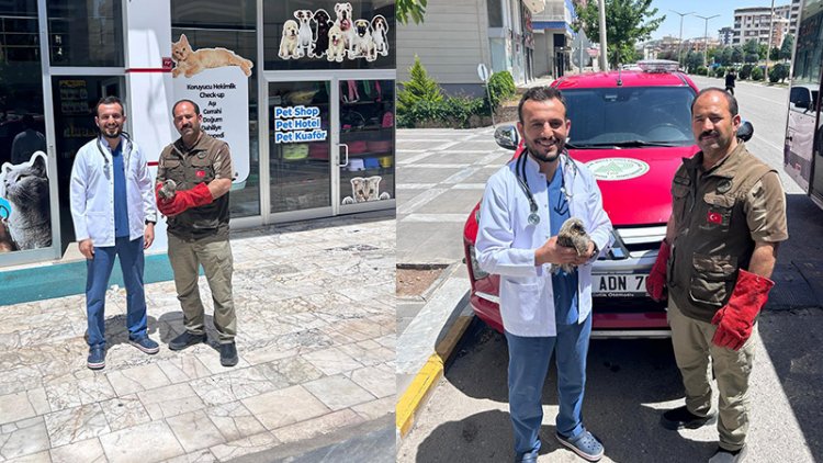 Şanlıurfa'da yaralı kulaklı orman baykuşu duyarlı vatandaşlar sayesinde kurtarıldı!