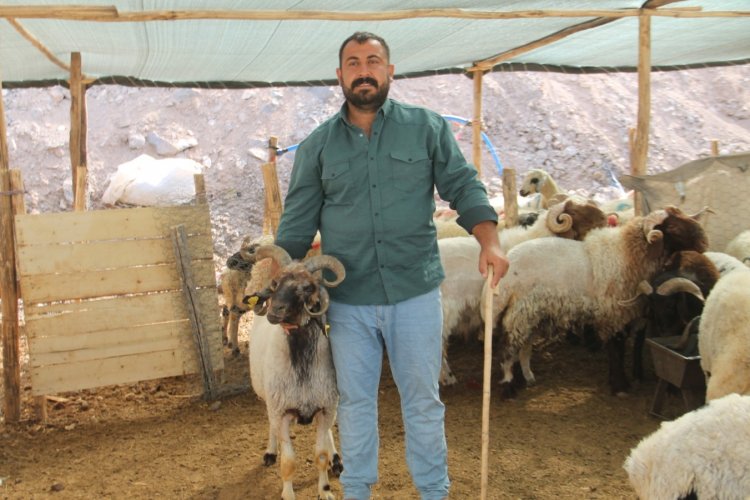 Şanlıurfa’da kurban pazarının 4 boynuzlu koyun