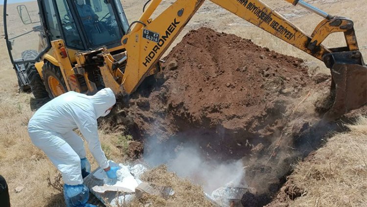 Haliliye'de büyükbaş hayvan öldü! Mahalle karantinaya alındı