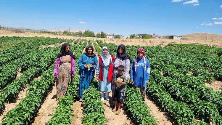 Şanlıurfa’da yanlış sulama ve çapalama ürünleri yok ediyor