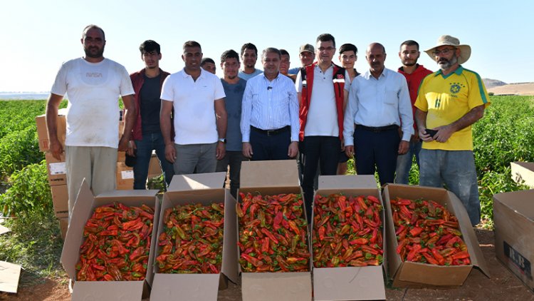 Vali Şıldak biber hasadına katıldı