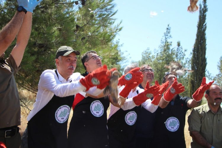 Şanlıurfa'da doğaya keklik salındı