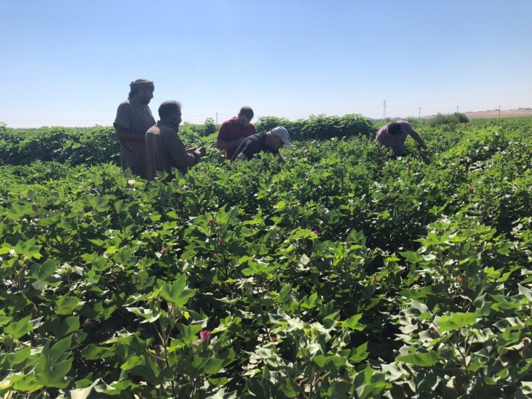 Şanlıurfa’da pamuk çiftçinin kabusu oldu